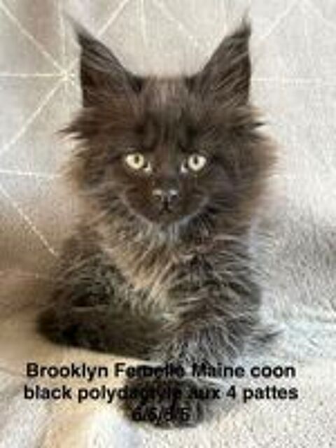   Superbes Chatons Maine coon mâles et femelle LOOF 