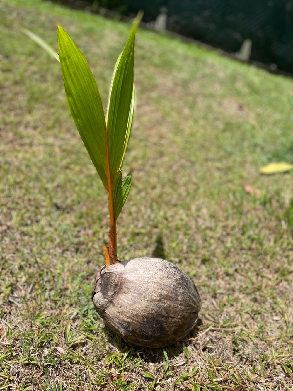 Plan coco nain Jardin