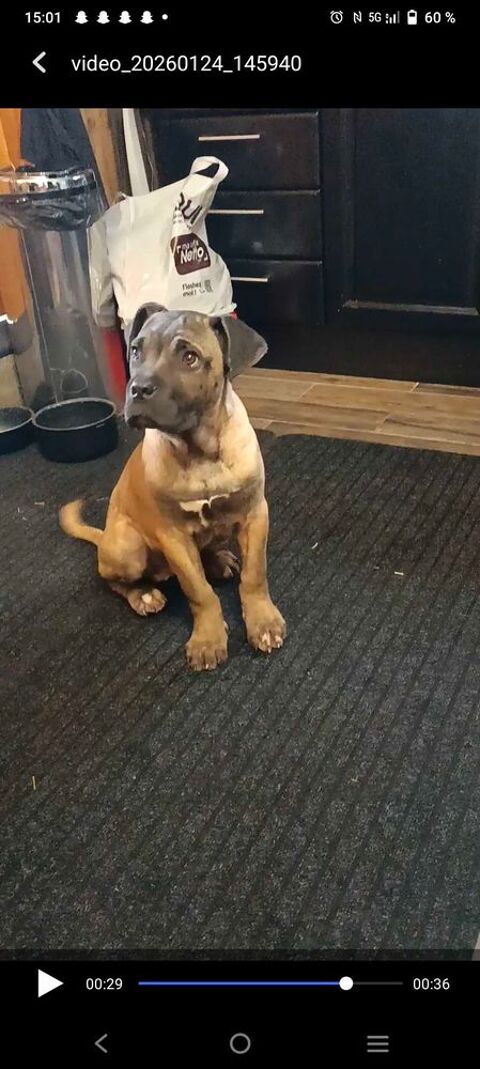 maniifique chiot type cane corso m&egrave;re lof 600 33600 Pessac