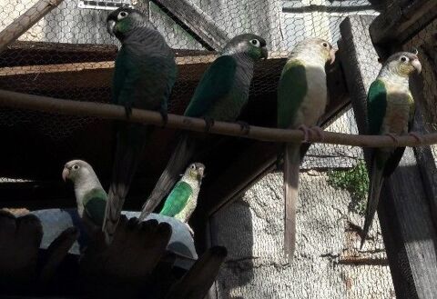 Pyrrhura  2025 50 66460 Maury