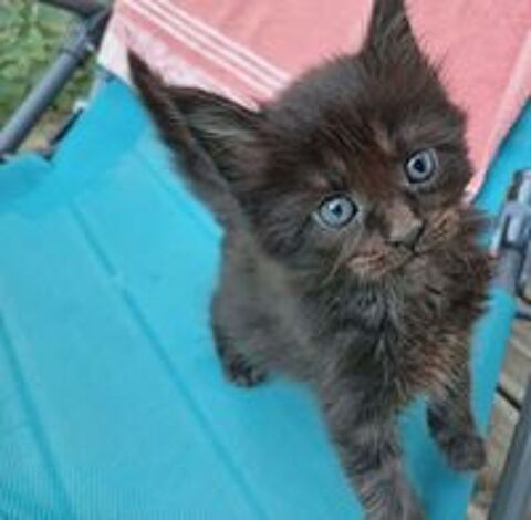   Chaton Maine coon 