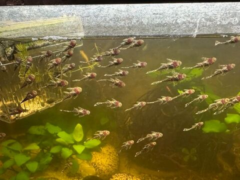 Poisson 1 75020 Paris