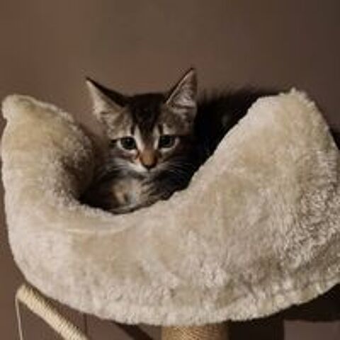   LUNA, jolie minette à l'adoption  