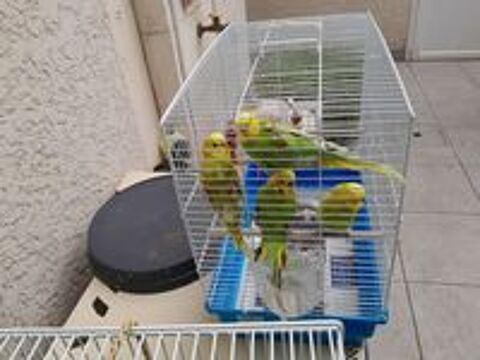   Oiseaux de voliere  