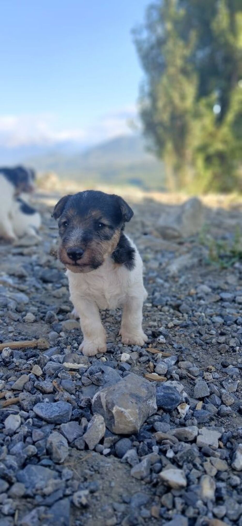   Chiot Fox Terrier Poil Dur LOF 