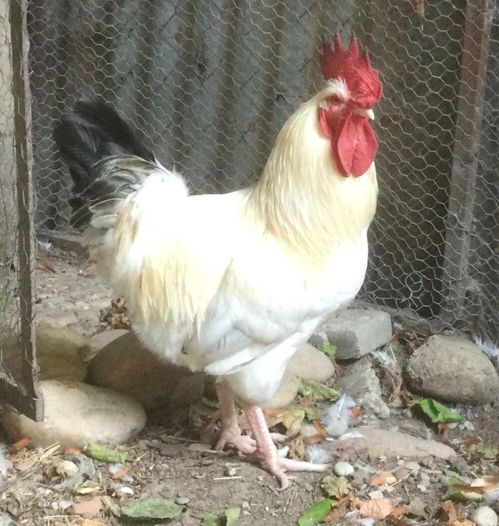   COQ DE FERME BLANC REPRODUCTEUR 
