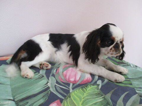 Chiot KING CHARLES SPANIEL  1900 17230 Marans