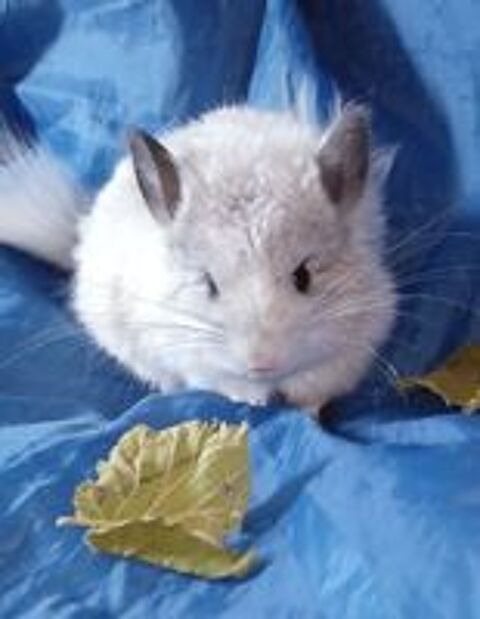   Chinchilla angora blanc 