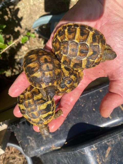 Tortues juv&eacute;niles 1 an 50 34300 Agde