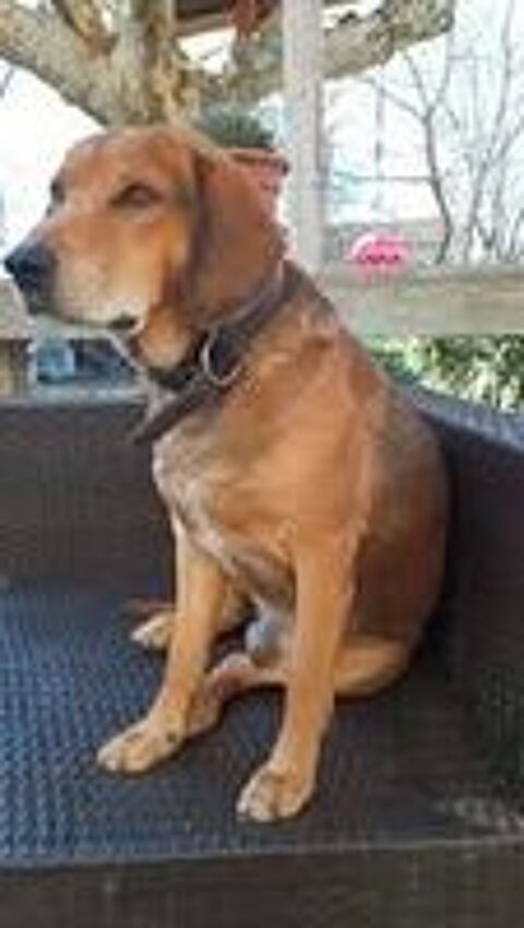   Chien BANDIT à l adoption 