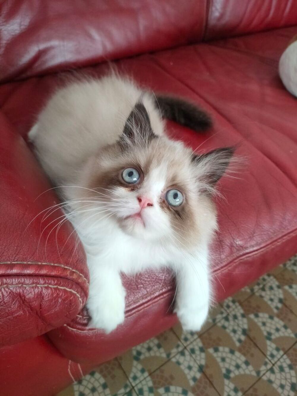   Chatons Persans  
