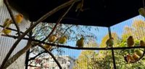   Canaris 15 euros 