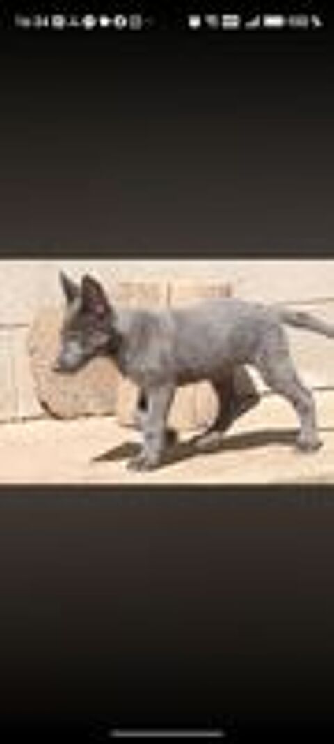   Chiots chiens loup
