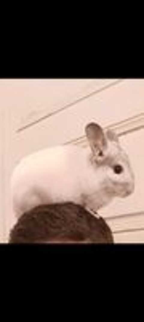   Chinchillas plus cage  