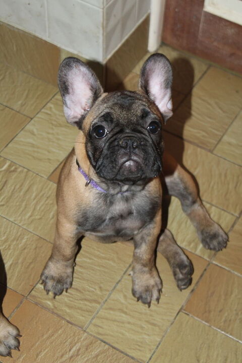 Chiot bouledogue fran&ccedil;ais 1300 46300 Gourdon