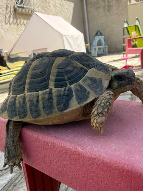 Tortue 220 93330 Neuilly-sur-marne