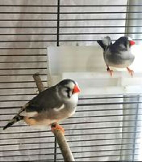   Oiseaux Mandarins panachés  