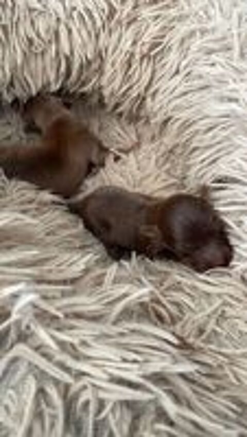   petit chien russe poils long 1 mâle  disponible LOF 
