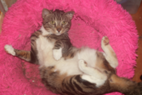   ZIGZAG CHAT TIGRE BLANC 4 ANS 
