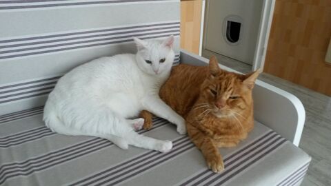 Garde de chats 0 77390 Verneuil-l'tang