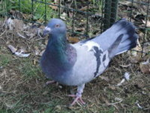   gros pigeons.
