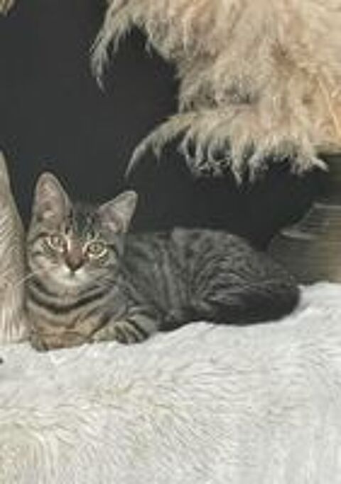   Adorable chaton mâle de 4 mois (Bali) cherche sa famille pour la vie 