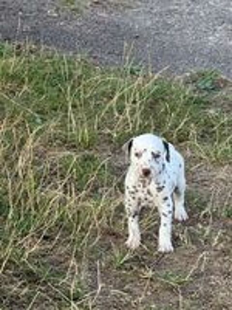   Chiots type dalmatien 
