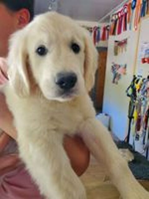   Chiot mâle Golden Retriever LOF  