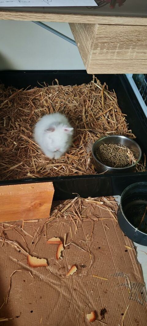 Lapin Teddy 60 01800 Meximieux