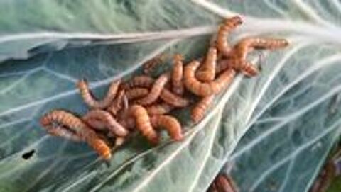   Vers de farine vivants (Mayennais) riche en Proteines 