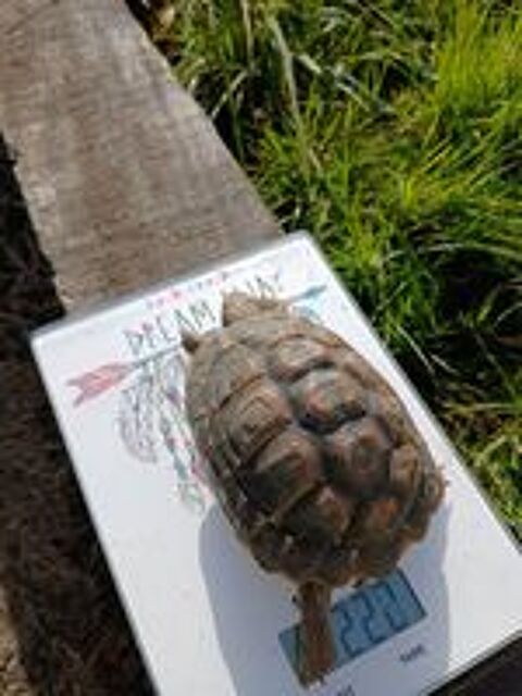   Tortue de terre femelle de 5 ans 