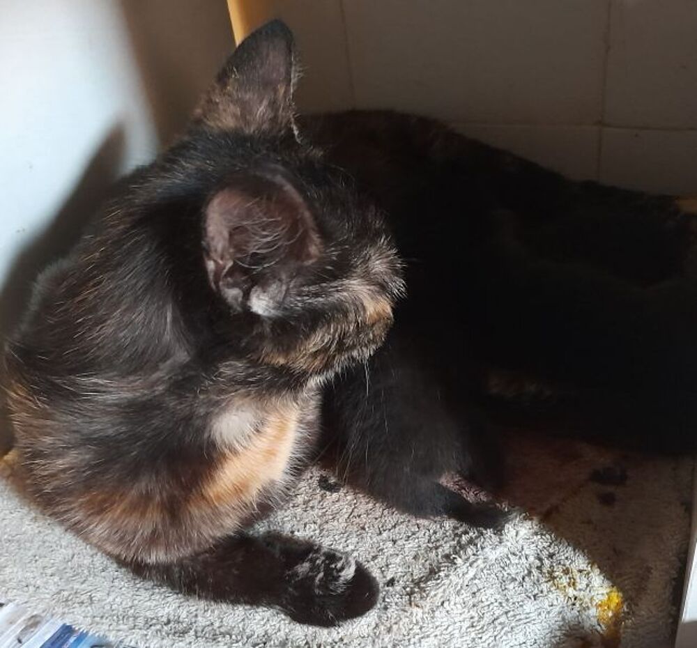   chatons 1M 2F nés le 27 juin  