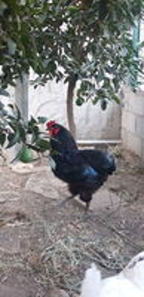   Coq X araucana  