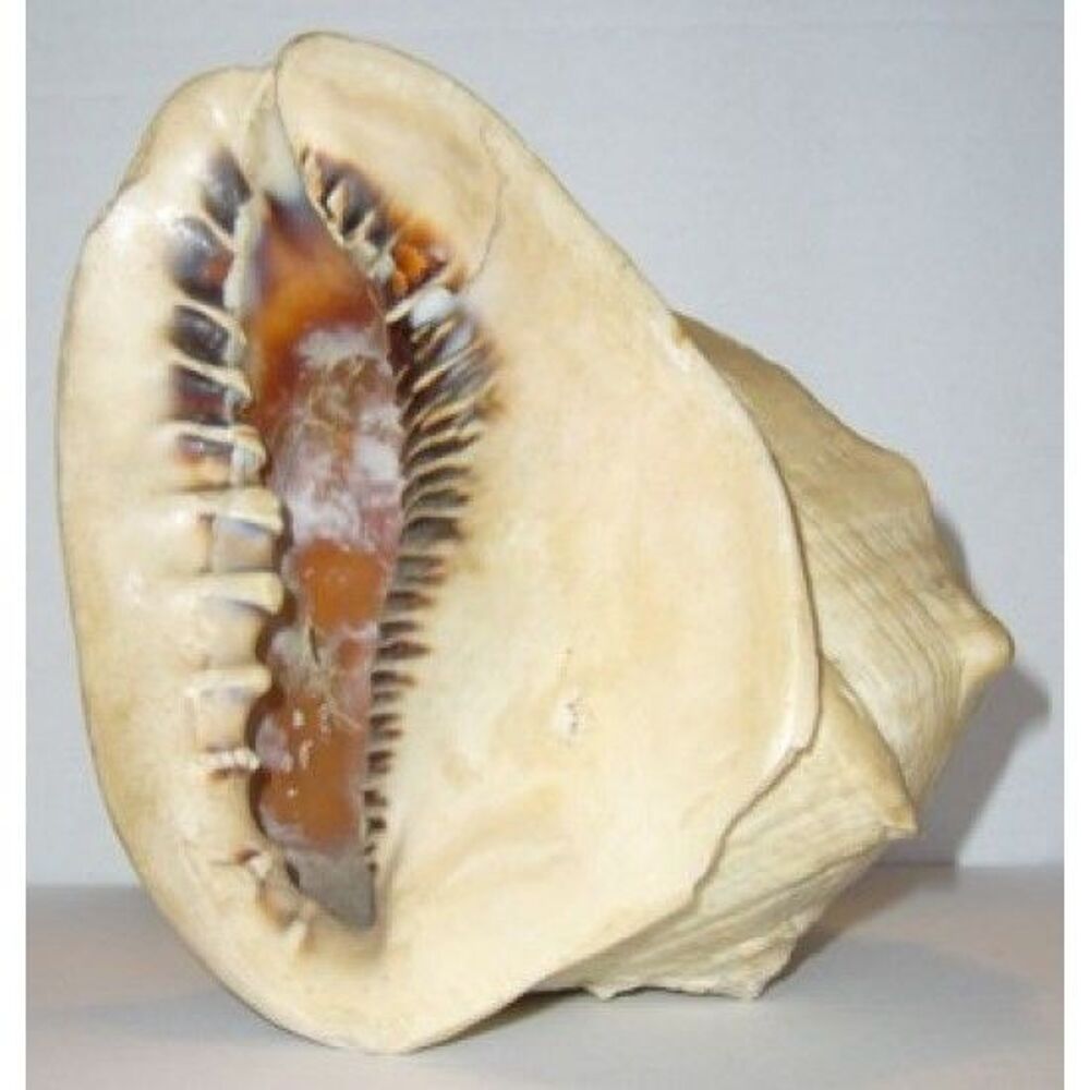 Cam&eacute;e, coquillage sculpt&eacute; fin XVIIIe 