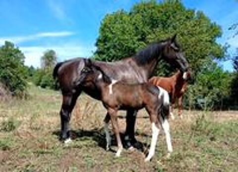   poulain PP sport pie & jument 4 ans 