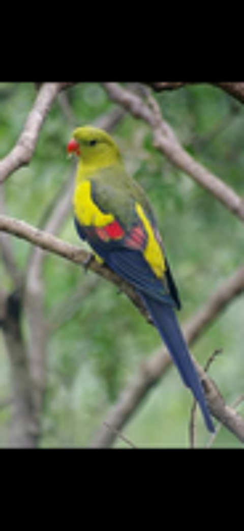   Perruche melanure eam 
Perruche à collier 
Kakariki
Loriquet 