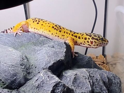 Gesko l&eacute;opard femelle 50 72390 Le luart