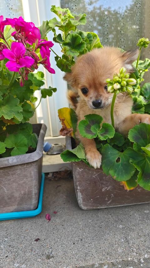 Chiots Chihuahuas LOFS 1400 75014 Paris