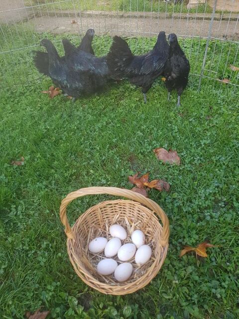 Oeuf fecond&eacute; poule Ayam cemani et s 2 77540 Courpalay