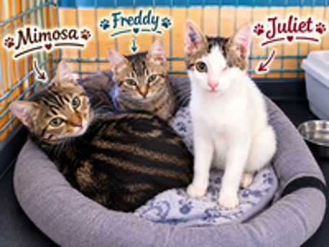   3 chatons ont besoin d'une famille 