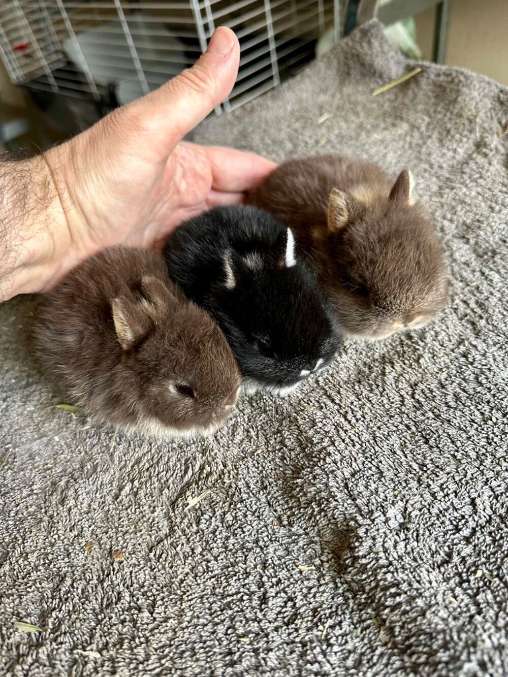   Véritables lapins nains bébés d'élevage de race pure  