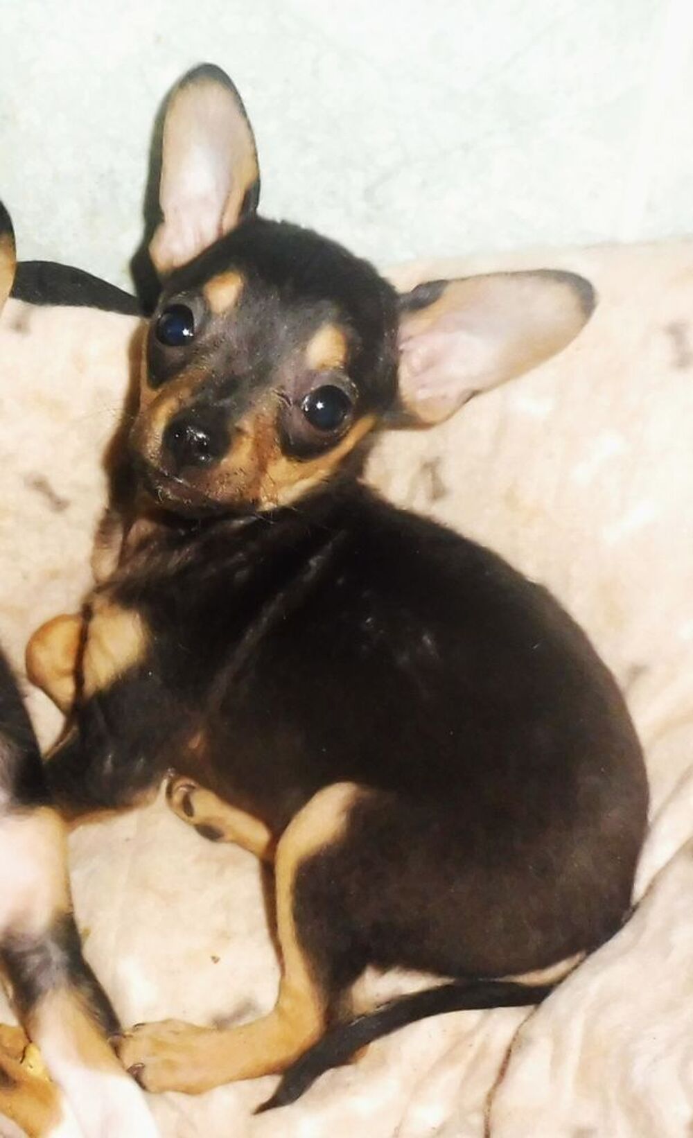    MINUSCULE PINSCHER NAIN  