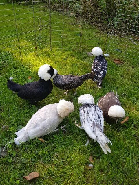 Poule hollandaise idée cadeau anniversaire fêtes des mères. 34 77540 Courpalay