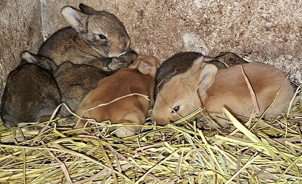  lapins 7 lapins fermier a partir du 20 novembre 