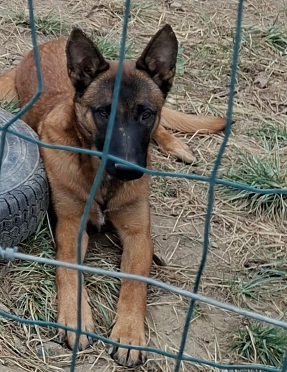   Malinois 