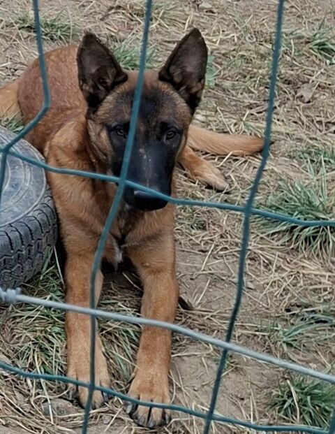 Malinois 0 65220 Trie-sur-baïse