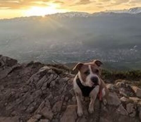   Chien ROSY à l adoption 