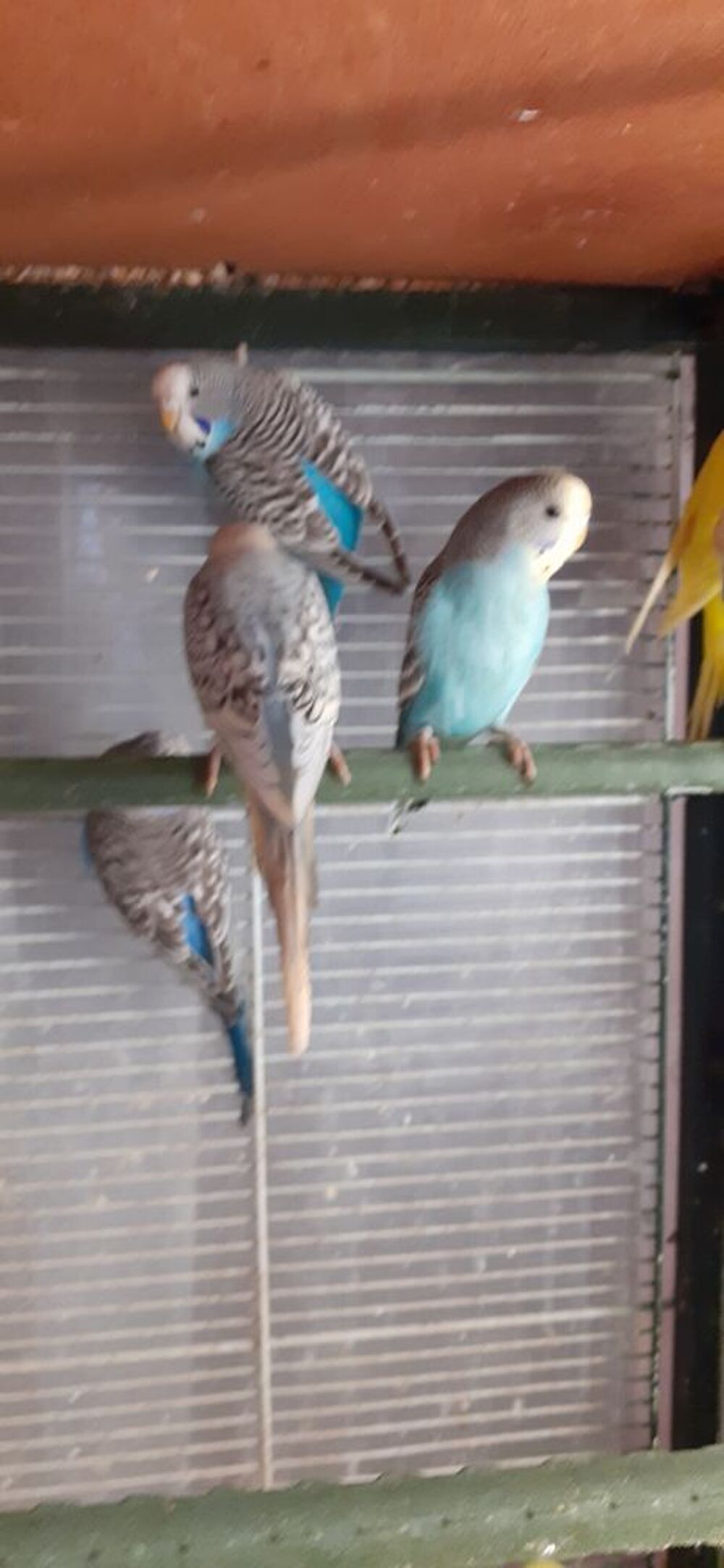  OISEAUX DE CAGES ET DE VOLIÈRES  