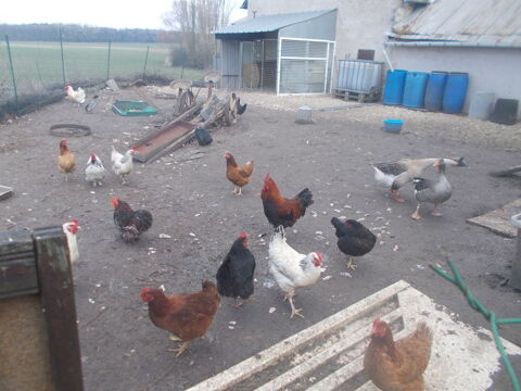 Passionn animaux avec grande ferme je rcupre vos animaux 45770 Saran