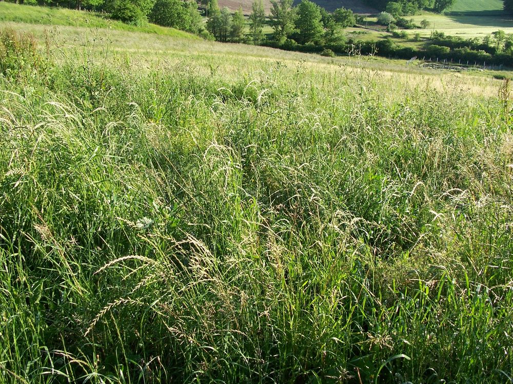   balle  ronde  foin  naturels  
